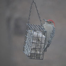 Load image into Gallery viewer, C&S Wild Bird High Energy Suet Treat 56 Ounces, 6 Pack