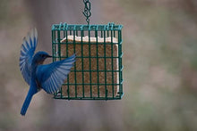 Load image into Gallery viewer, C&S Wild Bird High Energy Suet Treat 56 Ounces, 6 Pack