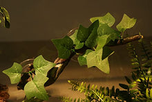 Load image into Gallery viewer, AQUA KT Reptile Corner Branch Terrarium Plant Decoration with Suction Cup for Amphibian Lizard Snake Climbing
