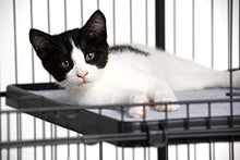 Load image into Gallery viewer, Prevue Pet Products Replacement Platform Shelf for 7500 & 7501 cat Cages