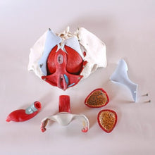 Load image into Gallery viewer, Wellden Product Medical Anatomical Female Pelvis Model with Removable Organs, 6-Part, Life Size