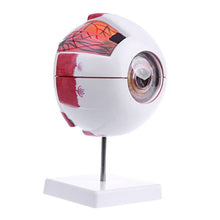 Load image into Gallery viewer, Jiulonerst Human Anatomical Eyeball Model,Medical Learning Aid Teaching Instrument Education Supplies Teaching Equipment