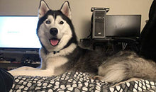 Load image into Gallery viewer, Shelter Pets: Oakland The Dog - 10" Siberian Husky Malamute Plush Toy Stuffed Animals - Based on Real-Life Adopted Pets - Benefiting The Animal Shelters They were Adopted from