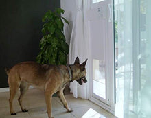Load image into Gallery viewer, Power Pet Large Electronic Pet Door PX-2