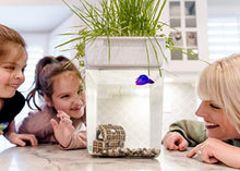 Load image into Gallery viewer, Back to the Roots Water Garden, Self-Cleaning Fish Tank That Grows Food, Mini Aquaponic Ecosystem (Great Gardening Gift & Family Project), 3 Gallons