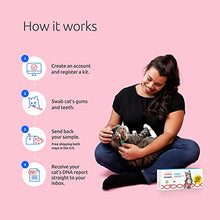Load image into Gallery viewer, Basepaws Cat DNA Test | Breed + Health + Dental Report | Top Cat Breeds & 115 Health & Trait Markers | As Seen On Shark Tank