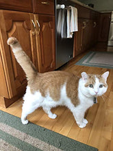 Load image into Gallery viewer, Shelter Pets Series Two: Jeffrey - 10" Orange and White Cat Plush Toy Stuffed Animal - Based on Real-Life Adopted Pets - Benefiting The Animal Shelters They were Adopted from - Kitten Kitty