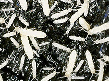 Load image into Gallery viewer, Ordinary Feed Co. Live Tropical White Springtails: Bioactive Cleanup Crew, Small Amphibian Food - Charcoal Breeding Culture (16 oz)