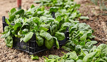 Load image into Gallery viewer, HealthyJourney Superfood - Organic Spinach Powder - 100% Pure - Pesticide Free - Vegan - Gluten Free - Kosher - Rich in Vitamin C and K - 1 LB