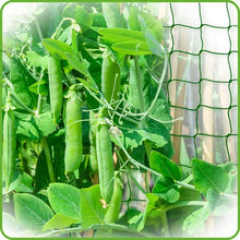 Load image into Gallery viewer, De-Bird: Trellis Netting for Climbing Garden Plants, Grow Garden Flowers, Green Pea and Vine Plants