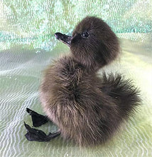 Load image into Gallery viewer, Taxidermy Baby Duck Duckling Cayuga Domestic (Pen Raised-Natural Death)