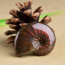 Load image into Gallery viewer, New Natural Iridescent Ammonite Ammolite Facet Specimen Fossil Madagascar 35MM