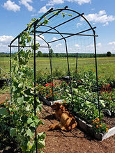 Load image into Gallery viewer, Gardener’s Supply Company Extra Tall Garden Arch Arbor 80in Titan Squash Tunnel | Lightweight Metal Garden Arch Trellis Plant Stand for Climbing Vines | Outdoor Lawn Tower & Garden Support Structure