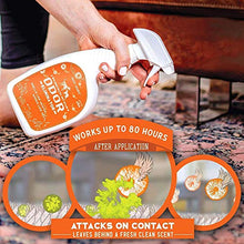 Load image into Gallery viewer, ANGRY ORANGE 24 oz Ready-to-Use Citrus Pet Odor Eliminator Pet Spray & Enzyme Stain Cleaner & Pet Odor Eliminator- Urine Remover and Carpet Deodorizer for Dogs and Cats