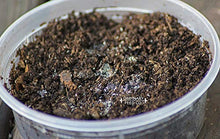 Load image into Gallery viewer, Ordinary Feed Co. Live Tropical White Springtails: Bioactive Cleanup Crew, Small Amphibian Food - Sphagnum Peat Moss Seeding Culture (16 oz)