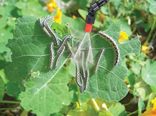 Load image into Gallery viewer, SOLO 430-2G Handheld Sprayer Farm & Landscape, 2-Gallon, White