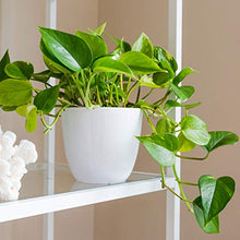Load image into Gallery viewer, Youngever 8 Pack 5.5 Inch Plastic Planters Indoor Flower Plant Pots, Modern Decorative Gardening Pot with Drainage for All House Plants, Flowers, Herbs, Succulents and Hanging Plants (White)