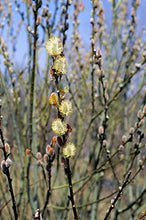 Load image into Gallery viewer, American Beauties Native Plants - Salix Discolor (Pussy Willow) Shrub, #2 - Size Container