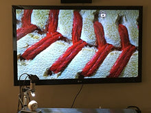 Load image into Gallery viewer, Opti-Tekscope OT-M HDMI Microscope Macro Camera Magnifier | True Digital HD Imaging at 4032 x 3024 Pixel Resolution | 300x Zoom Magnification | Windows 10 Camera App Plug and Play