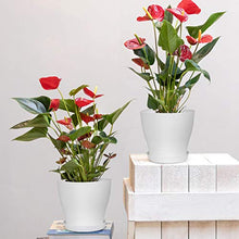 Load image into Gallery viewer, HOMENOTE Plant Pots, Set of 15 Plastic Planters with Multiple Drainage Holes and Tray 6 inch Indoor Plant Pot for All Home Garden Flowers Succulents (White)