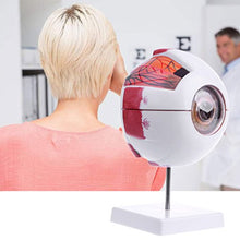 Load image into Gallery viewer, Jiulonerst Human Anatomical Eyeball Model,Medical Learning Aid Teaching Instrument Education Supplies Teaching Equipment