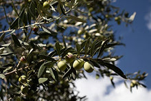 Load image into Gallery viewer, EXAU Italian Extra Virgin Olive Oil - Polyphenol Rich Olive Oil Made in Italy - Non GMO, Cold Pressed Olive Oil for Cooking - 2022 Harvest - DUE² Gourmet Olive Oil Gift Set with Lina & Turi, 16.9 fl. oz. x 2