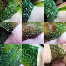 Load image into Gallery viewer, Green Tea Blackhead Mask, deep cleaning of black heads and pores, reduce fine lines and wrinkles, Facial Treatment Blackhead Remover Deep Cleansing Mask Peel Off Mask