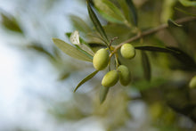 Load image into Gallery viewer, Olympian Myth Koroneiki Robust Extra Virgin Olive Oil - Polyphenol Rich (786 MG/KG) - Award Winning - 70X MORE Hydroxytyrosol Polyphenols - Early Harvest - Single Origin – Premium - Monovarietal - Cold Pressed - 750 ml (25.36 fl oz)