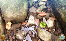Load image into Gallery viewer, Thickety Creek