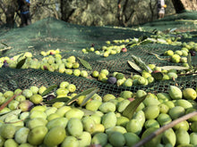 Load image into Gallery viewer, Laconiko ZOI Ultra High Phenolic Extra Virgin Olive Oil | NEW September 2024 Harvest! | 1870 MG/KG Polyphenols | Rich in OLEOCANTHAL 1496 MG/KG | LIMITED QUANTITY | GOLD MEDAL NYIOOC 2024 | 12.68 OZ (375ML)
