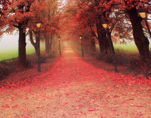 Load image into Gallery viewer, ZHSMYUP LED Wall Art Red Maple Forest Autumn Maple Leaves and Road Landscape Canvas Pictures Wall Decorations for Living Room Bedroom Kids Room Home Office Decor 15.8x11.8inch
