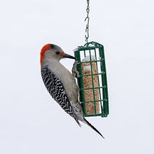 Load image into Gallery viewer, C&amp;S Wild Bird High Energy Suet Treat 56 Ounces, 6 Pack
