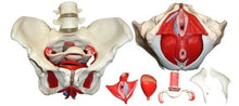 Load image into Gallery viewer, Wellden Product Medical Anatomical Female Pelvis Model with Removable Organs, 6-Part, Life Size
