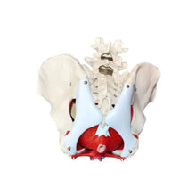 Load image into Gallery viewer, Wellden Product Medical Anatomical Female Pelvis Model with Removable Organs, 6-Part, Life Size
