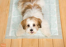 Load image into Gallery viewer, Hartz Home Protection Quilted Plus Clean Powder Scent Dog Pads, 21" x 21", 50Count
