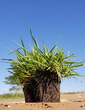 Load image into Gallery viewer, Zoysia Plugs - 100 Large Plugs, Drought Tolerant, Low Maintenance
