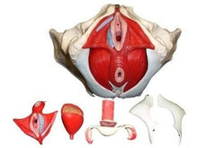 Load image into Gallery viewer, Wellden Product Medical Anatomical Female Pelvis Model with Removable Organs, 6-Part, Life Size
