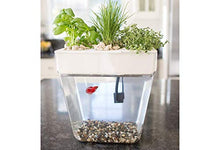 Load image into Gallery viewer, Back to the Roots Water Garden, Self-Cleaning Fish Tank That Grows Food, Mini Aquaponic Ecosystem (Great Gardening Gift &amp; Family Project), 3 Gallons

