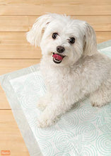 Load image into Gallery viewer, Hartz Home Protection Quilted Plus Clean Powder Scent Dog Pads, 21" x 21", 50Count
