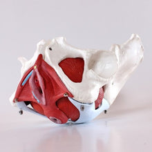 Load image into Gallery viewer, Wellden Product Medical Anatomical Female Pelvis Model with Removable Organs, 6-Part, Life Size
