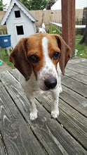 Load image into Gallery viewer, Shelter Pets Stuffed Animals: Joey - 10" Beagle Plush Dog - Based on Real-Life Adopted Pets - Brown Black and White - Benefiting The Animal Shelters They were Adopted from
