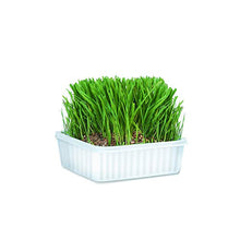 Load image into Gallery viewer, Cat-A'bout Multi-Cat CatGrass Plus Tub 150 grams by MiracleCorp/Gimborn
