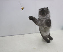 Load image into Gallery viewer, Cat Dancer 101 Cat Dancer Interactive Cat Toy
