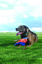 Load image into Gallery viewer, ChuckIt! Flying Squirrel Spinning Dog Toy, (Orange/Blue), Multicolor, Medium (10 in x 10 in) (0511300)
