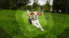 Load image into Gallery viewer, Adobe Photoshop Elements 2021 &amp; Premiere Elements 2021 [PC/Mac Disc]
