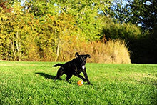 Load image into Gallery viewer, ChuckIt! Tennis Balls Small/Petite (2 Pack)
