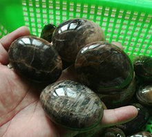 Load image into Gallery viewer, Collectible Crystals, 2.2Lb Natural Black Moonstone Crystal Palm Tumbled Stones Healing Madagascar
