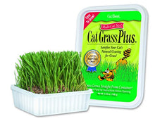 Load image into Gallery viewer, Cat-A'bout Multi-Cat CatGrass Plus Tub 150 grams by MiracleCorp/Gimborn
