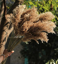 Load image into Gallery viewer, Dried Pampas Grass Decor - 40 Pcs Natural Pompas Floral/ Dried Pompous Grass Boho Plant for Flower Arrangements Wedding Home Decor(30 Pcs Brown Pampas Grass &amp; 10 Pcs Beige Pampas Grass)
