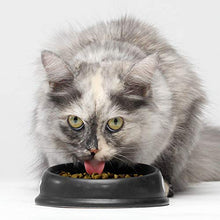 Load image into Gallery viewer, Open Farm Homestead Turkey &amp; Chicken Grain-Free Dry Cat Food, Wild-Caught Fish Recipe with Non-GMO Superfoods and No Artificial Flavors or Preservatives, 4 lbs
